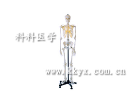 生产人体骨骼模型|上海科科医学教学模型厂