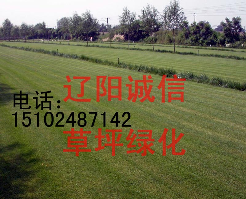 供应别墅草坪绿化沈阳绿化草坪鞍山本溪绿化草坪