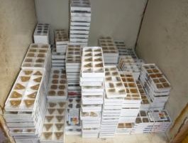 株洲钻石a325焊接刀片 合金刀头