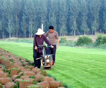 求购草坪，买草坪就到辽阳成江草坪基地