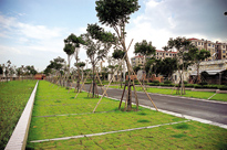 宣城高承载植草地坪