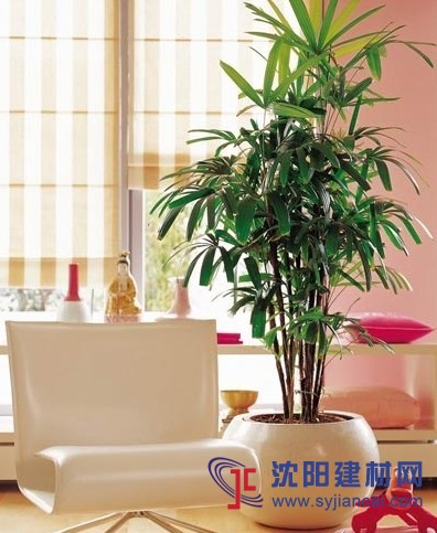 成都绿化苗木租摆公司