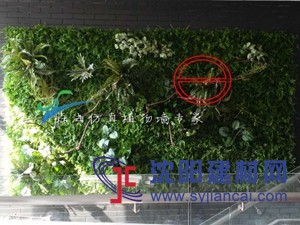 仿真植物墙绿化墙体会所草坪地毯沈阳森海绿植墙案例